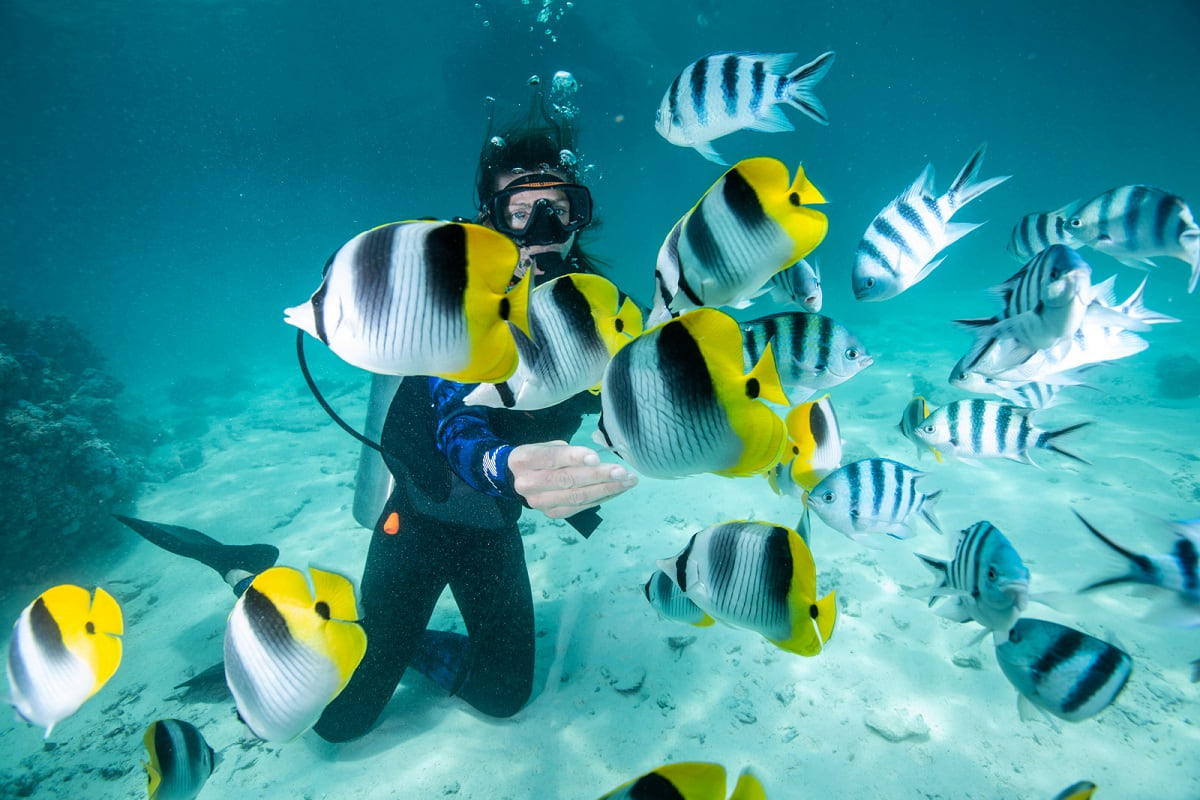 Cocos Island shark diving for Thrill-Seeking Divers